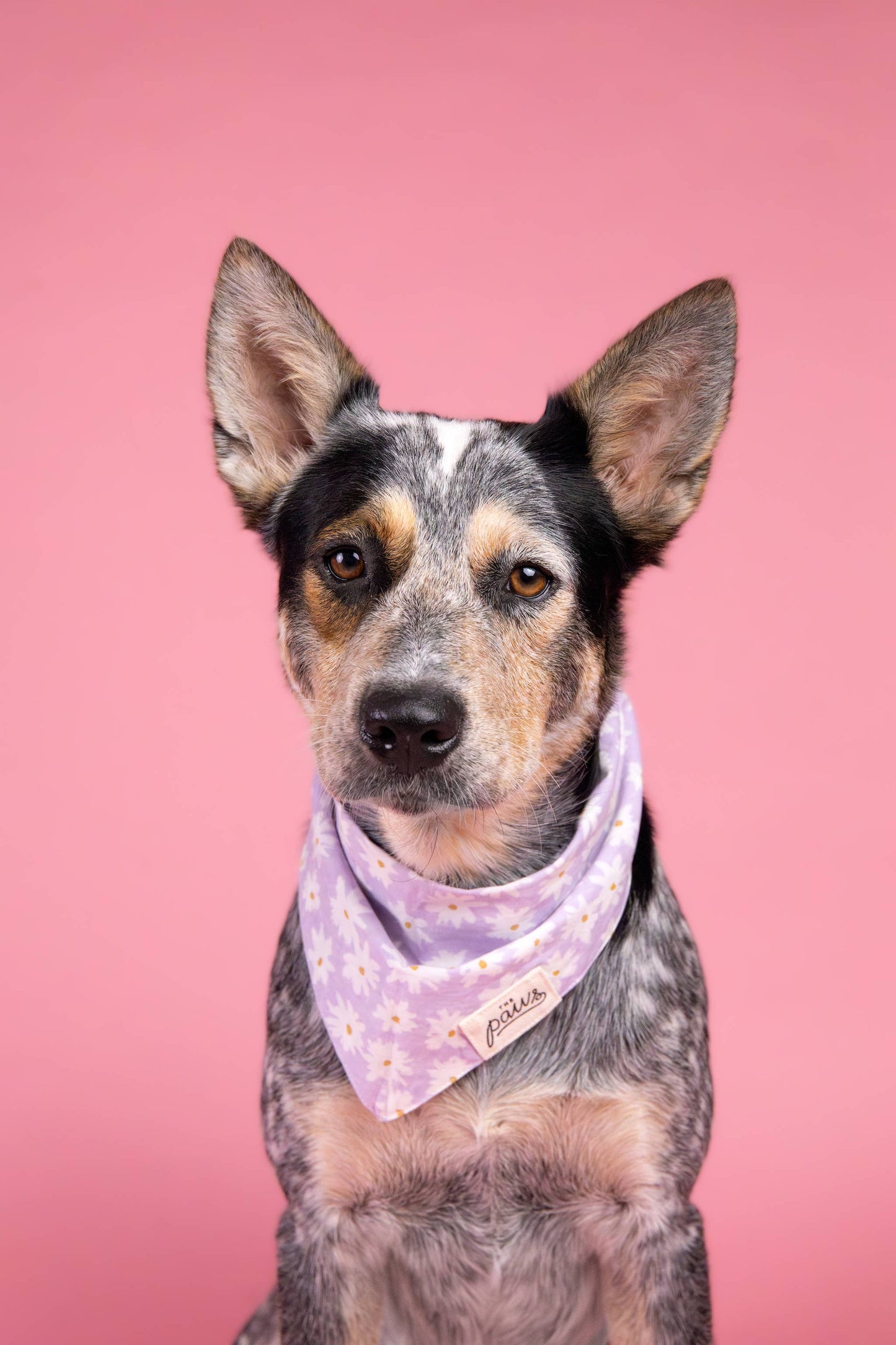 Belle Dog Bandana: XS