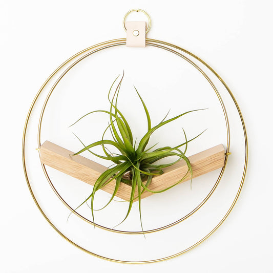 Large Gold V-Hanger Air Plant Holder