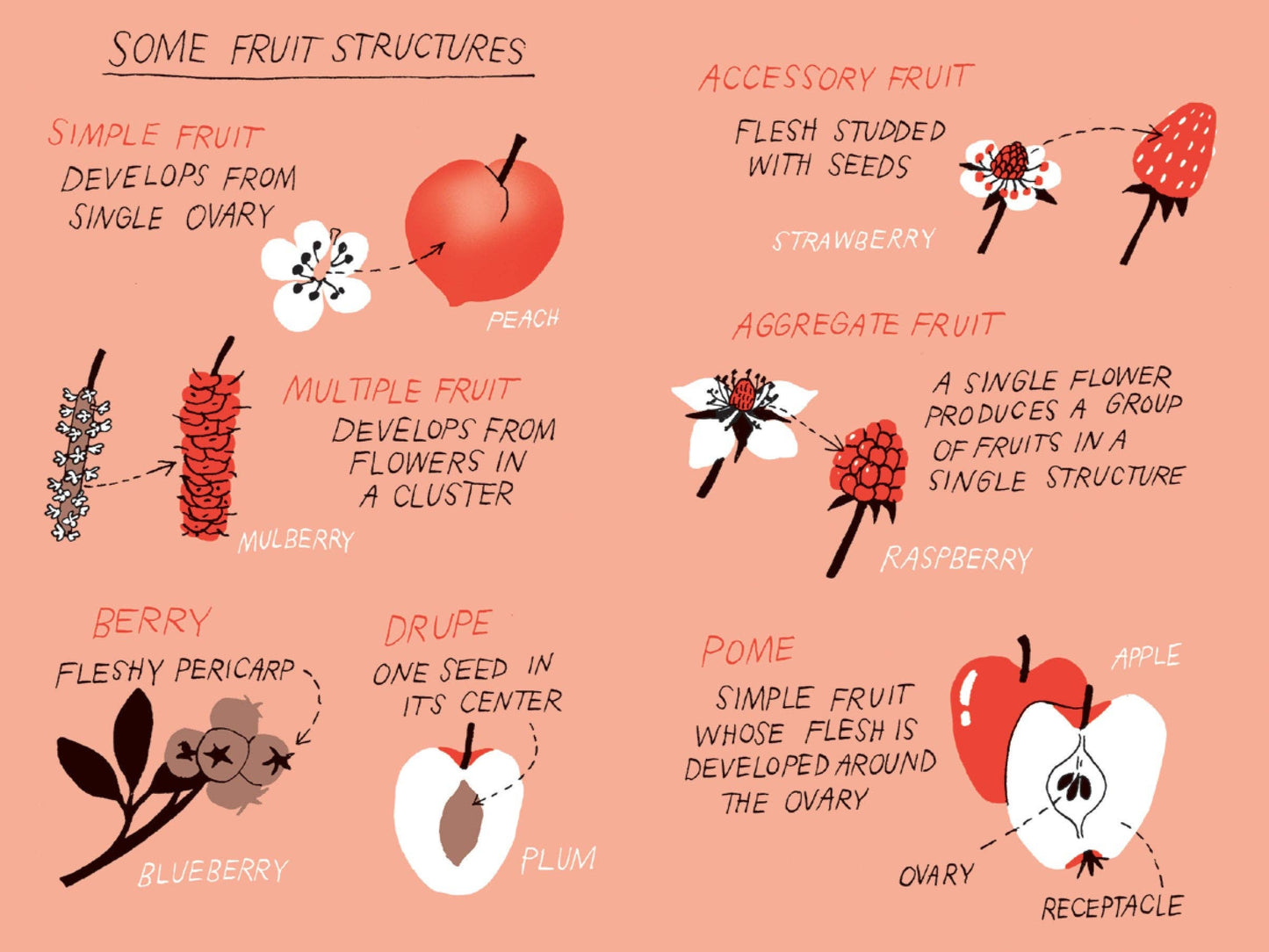Pocket Nature: Fruit Harvesting
