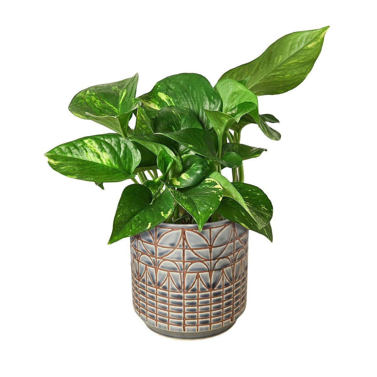 Golden Pothos 'Devil's Ivy' Live Plant: Nursery Pot / 6" Pot