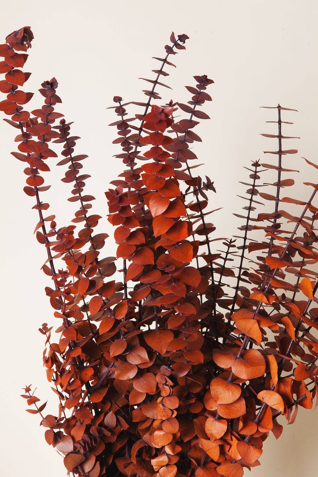 Cinnamon Preserved Eucalyptus : 1/2 lb Bunch