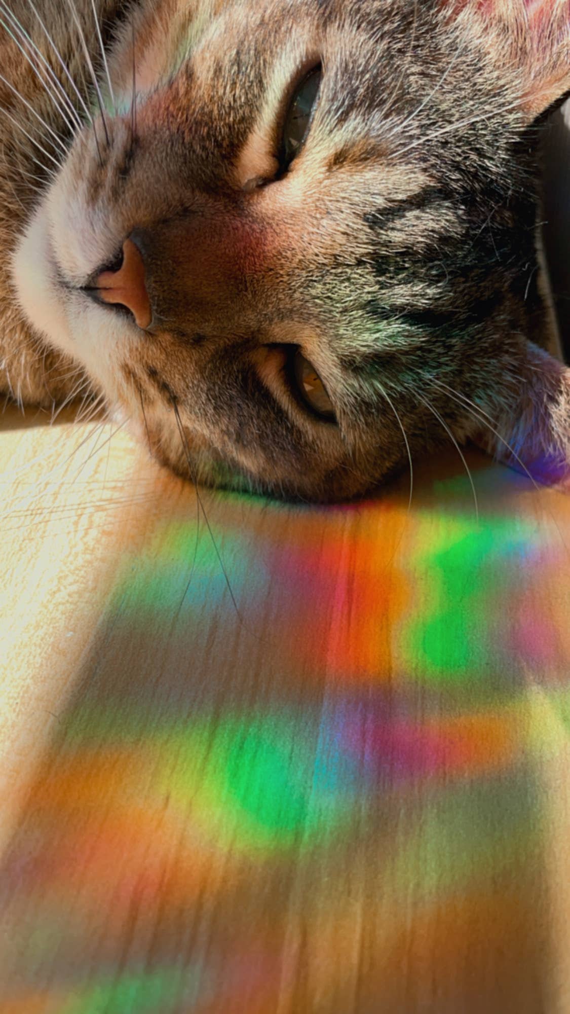 The World Needs Your Light Rainbow-Making Suncatcher