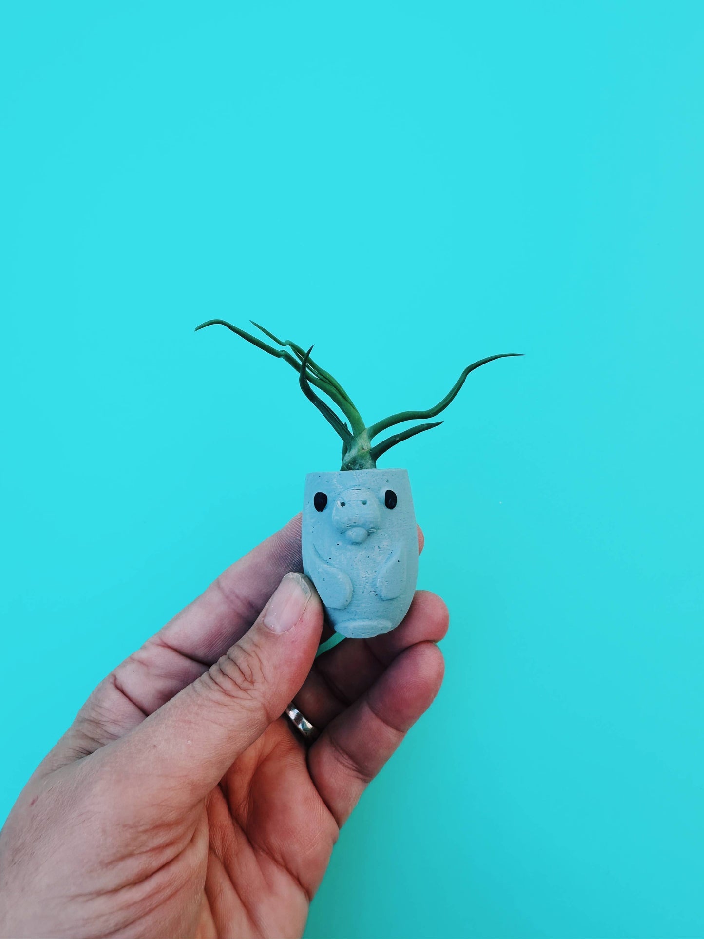 Manatee Mini Planter with Air Plant