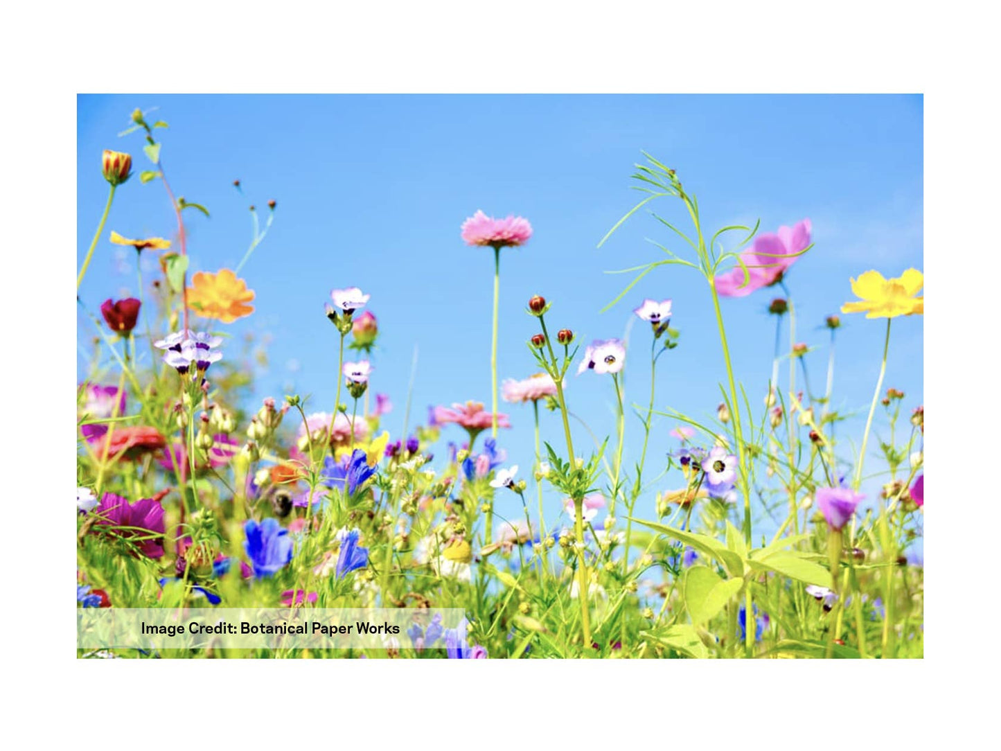 Wildflower Seed Confetti - Wheat/Mustard/Kraft