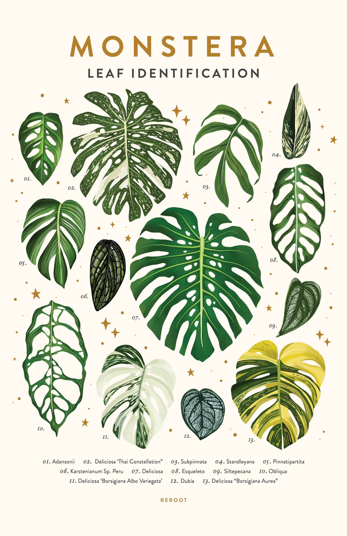 Monstera Plant Poster