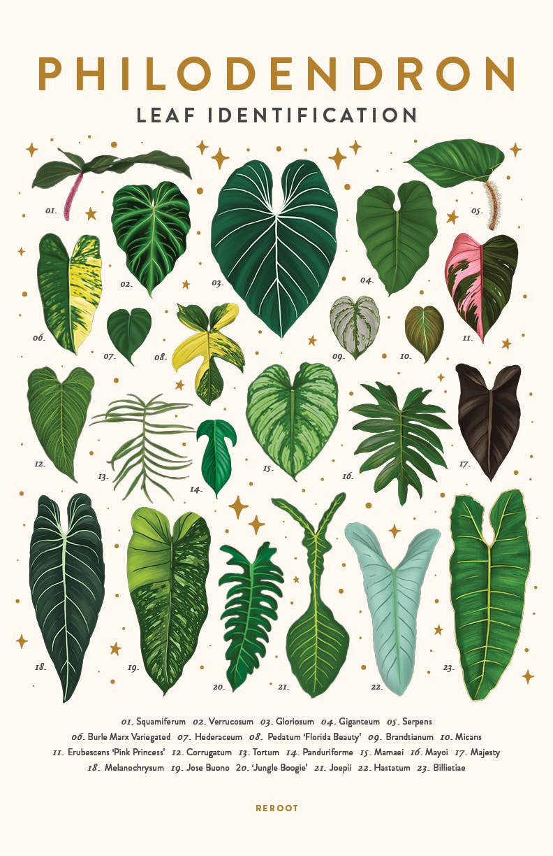 Philodendron Plant Poster