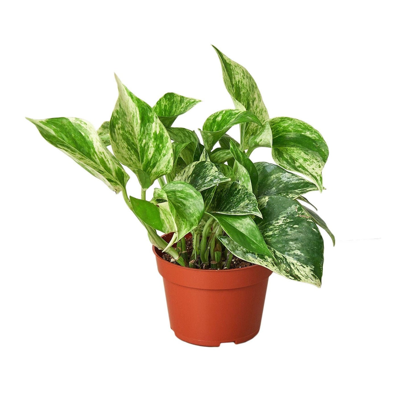Pothos 'Marble Queen': 6" Pot