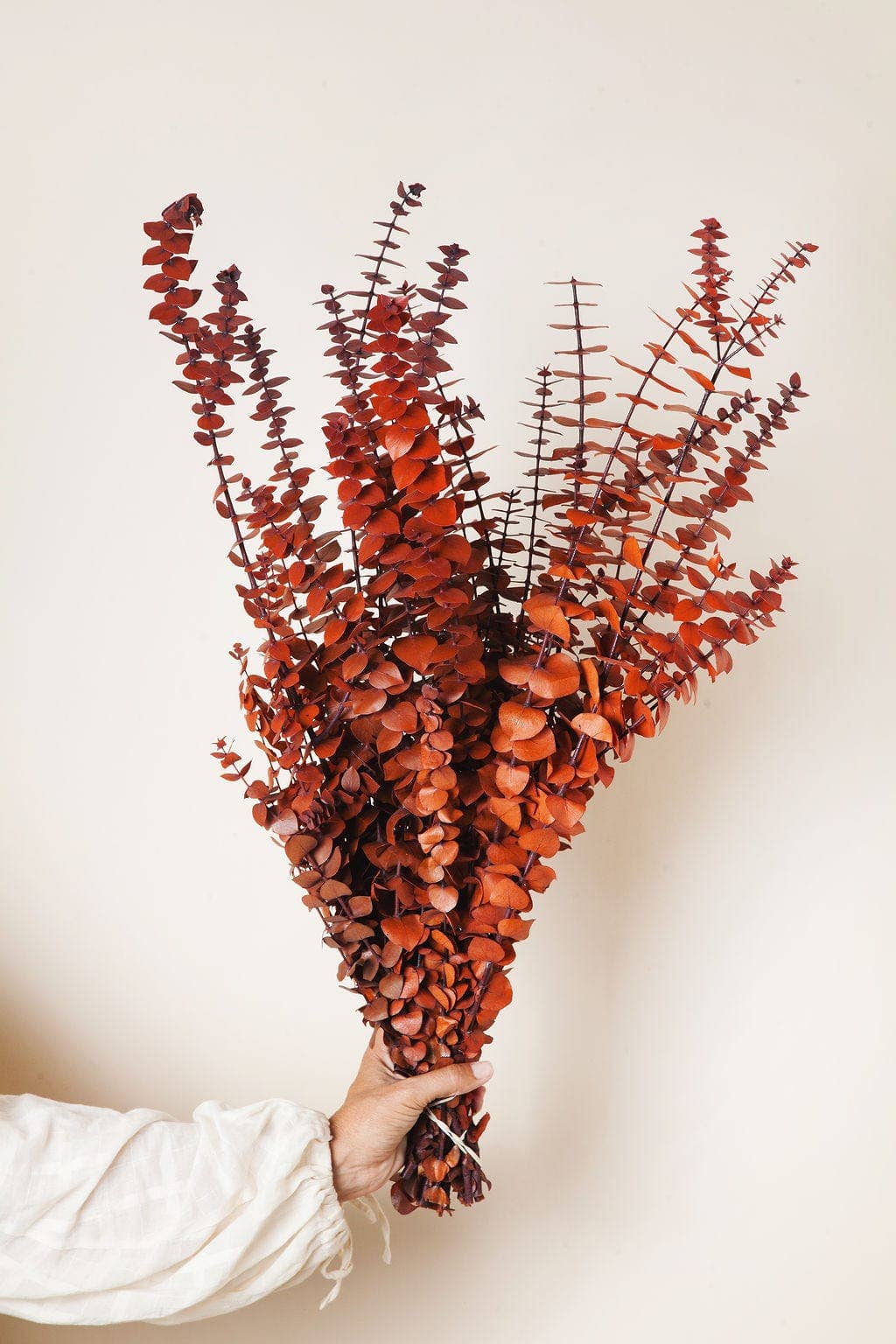 Cinnamon Preserved Eucalyptus : 1/2 lb Bunch