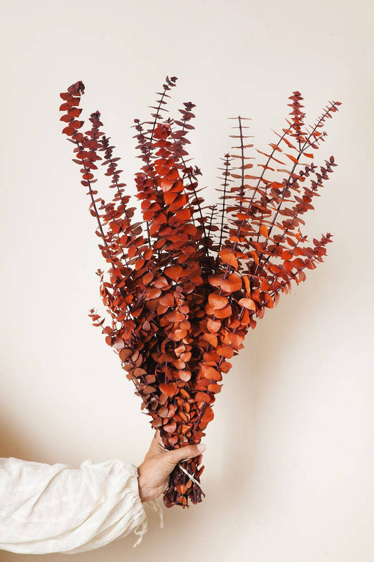 Cinnamon Preserved Eucalyptus : 1/2 lb Bunch