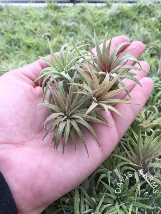 Air Plant | Mini