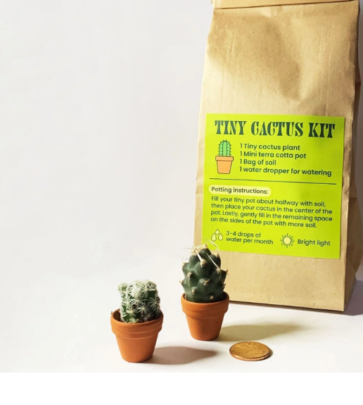 Tiny Cactus Kit