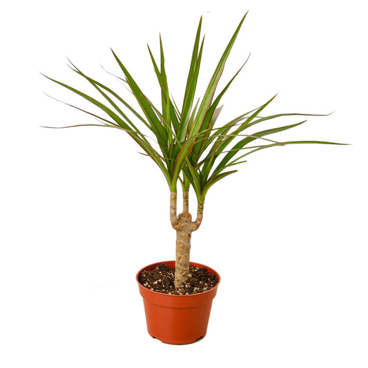 Dracaena 'Marginata Cane' | 4" Pot