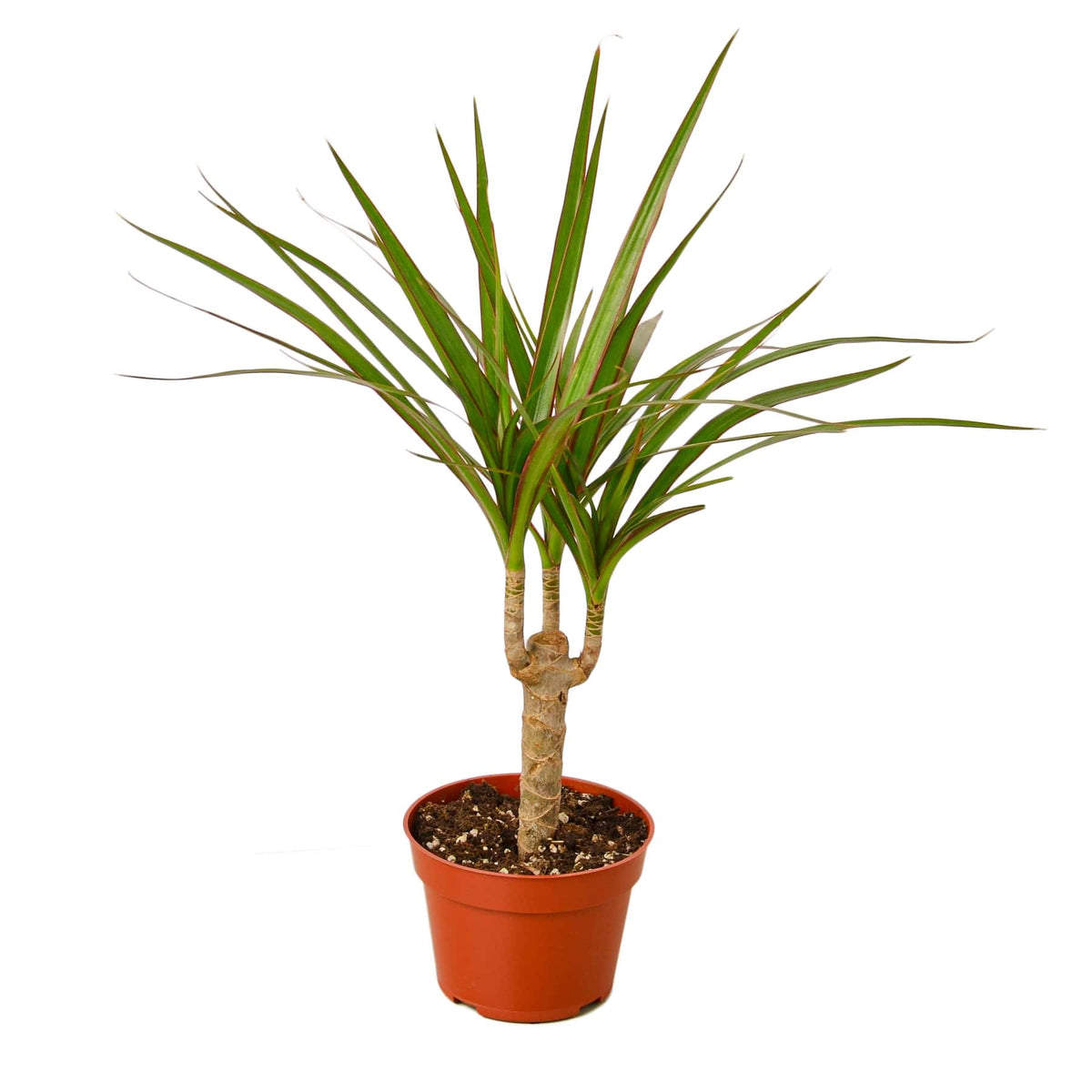 Dracaena 'Marginata Cane': Nursery Pot / 6" Pot