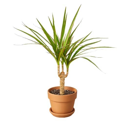 Dracaena 'Marginata Cane': Nursery Pot / 6" Pot