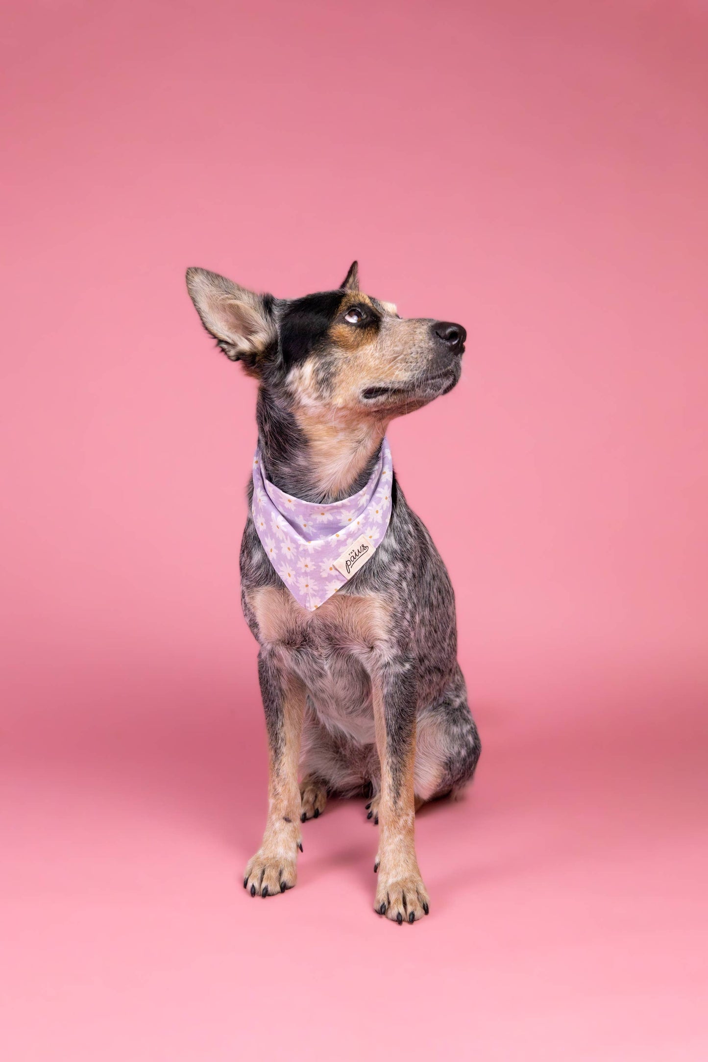 Belle Dog Bandana: XS