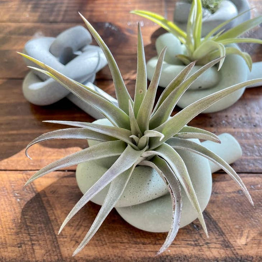 Knot Cement Air Plant Holder