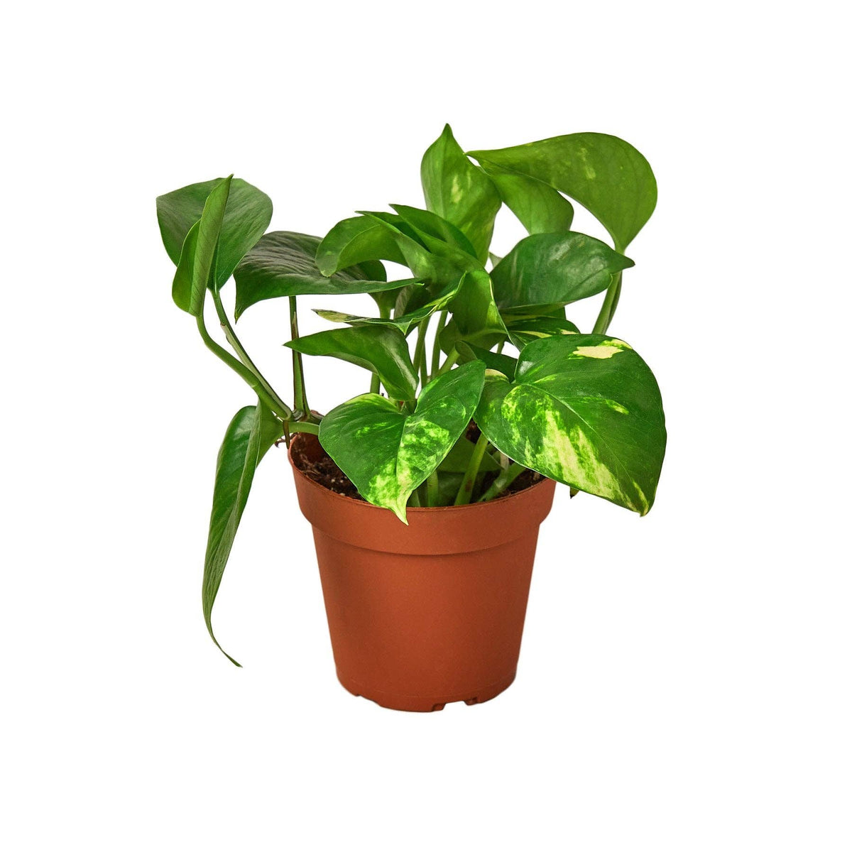 Golden Pothos 'Devil's Ivy' Live Plant: Nursery Pot / 4" Pot