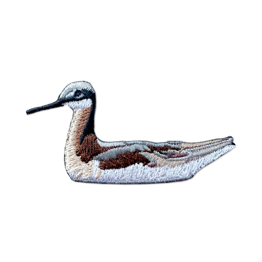 Wilson's Phalarope Patch