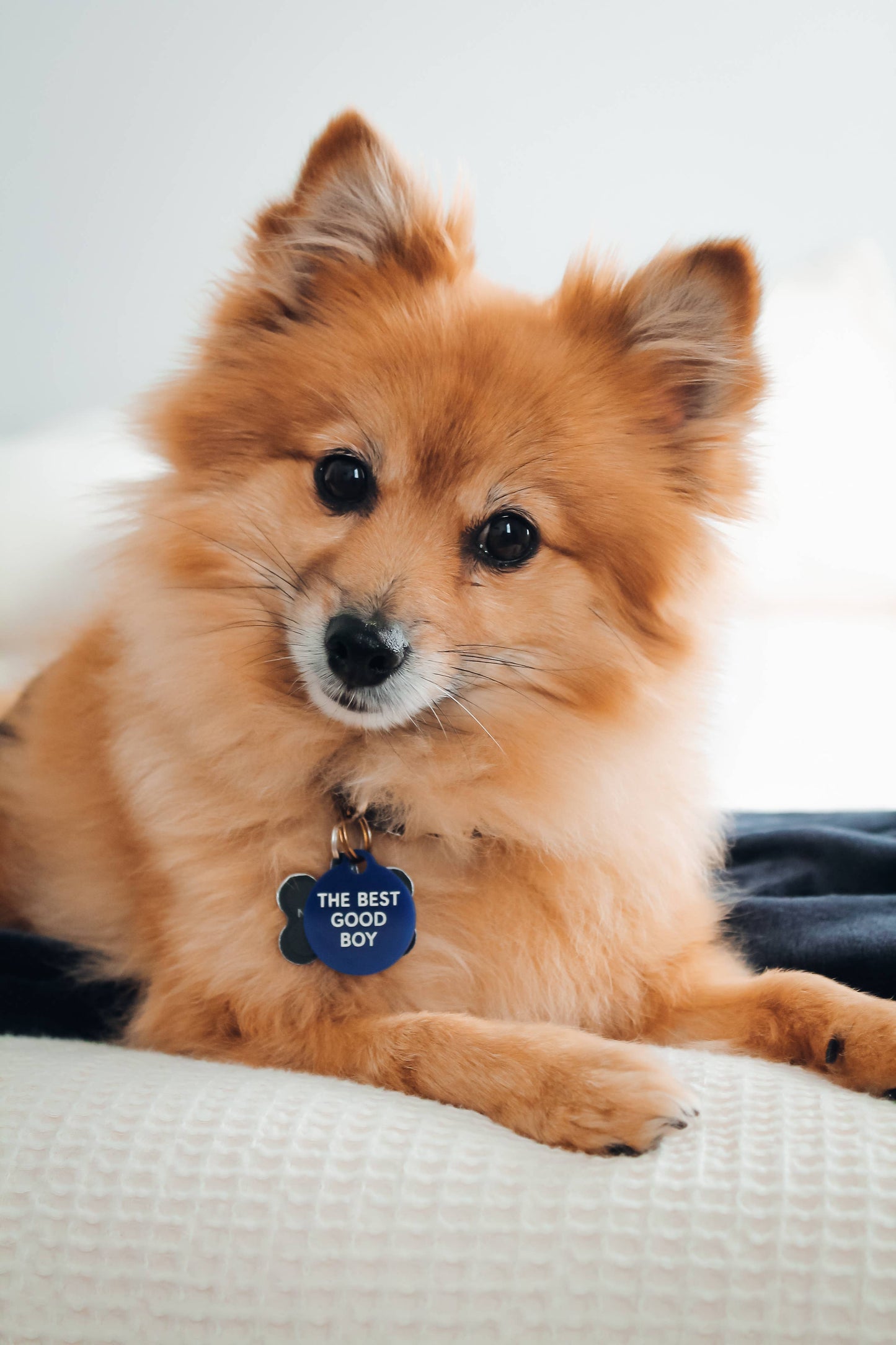 The Best Good Boy Pet Tag | Royal Acrylic