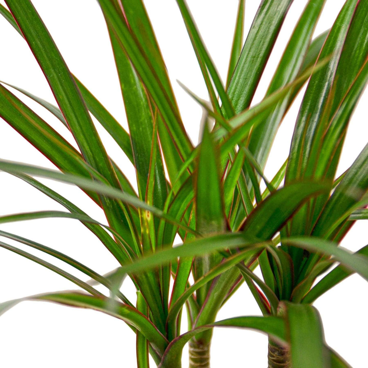 Dracaena 'Marginata Cane' | 4" Pot