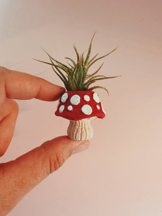 Mushroom Fungi Mini Planter and Air Plant