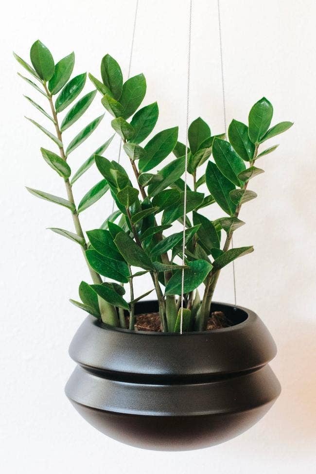 Medium Hanging Planter |  Midnight