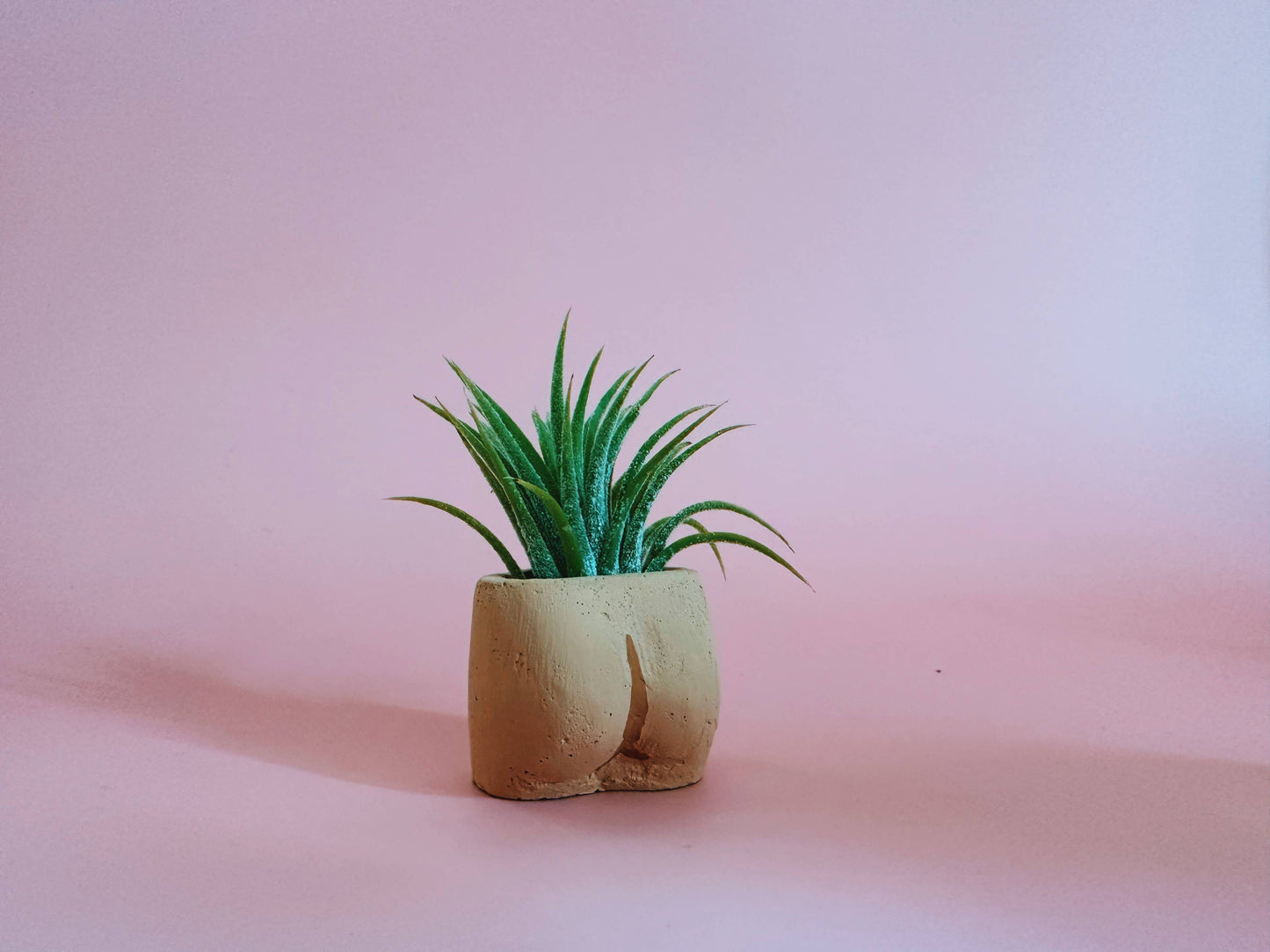 In the Nude Mini Planter with Air Plant