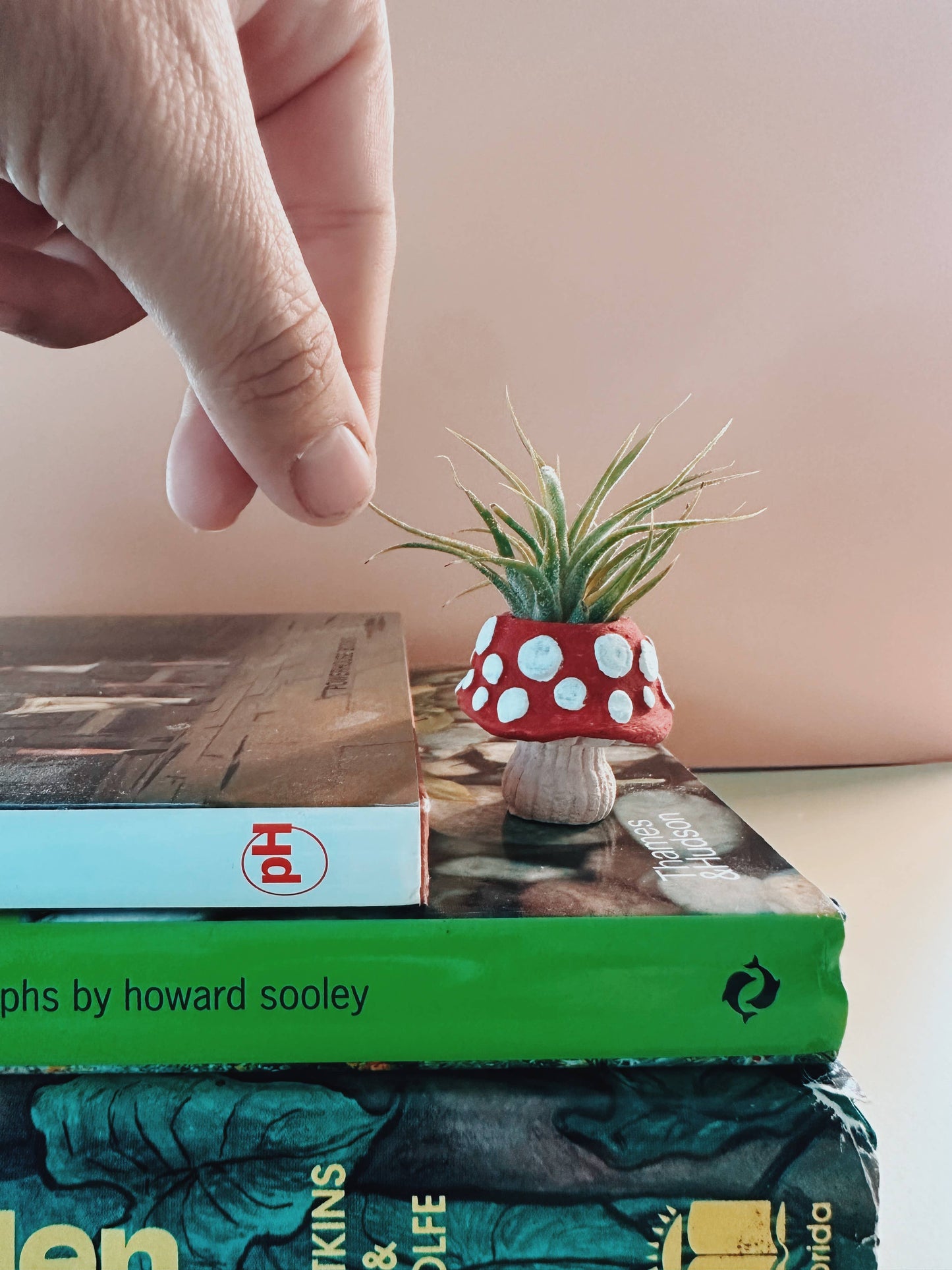 Mushroom Fungi Mini Planter and Air Plant