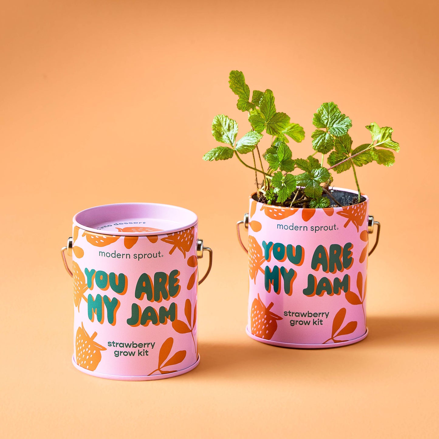 Color Grow Kits | You are My Jam