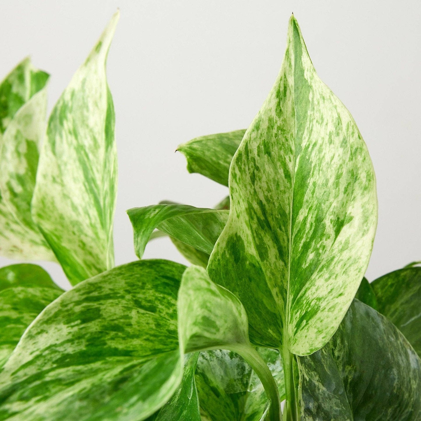 Pothos 'Marble Queen': 6" Pot
