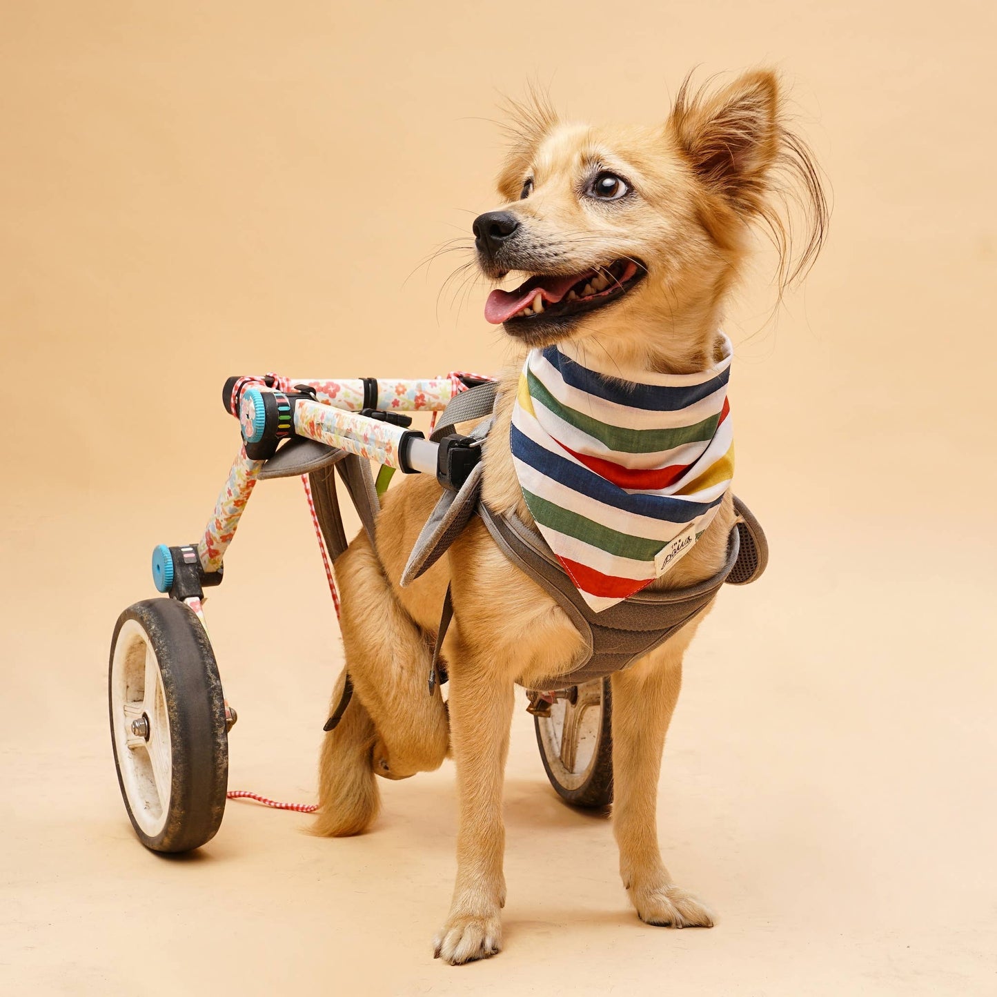 Frontier Dog Bandana: M