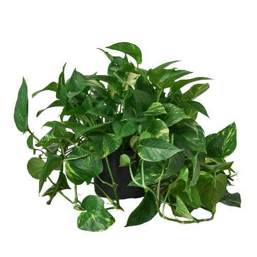 Golden Pothos 'Devil's Ivy' Live Plant: Nursery Pot / 4" Pot