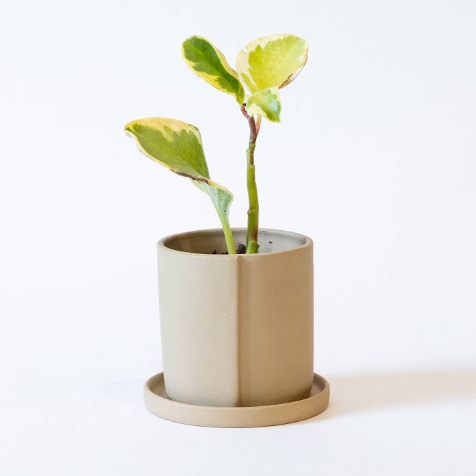 Four-Eyes Faceplanter - Sand, Medium