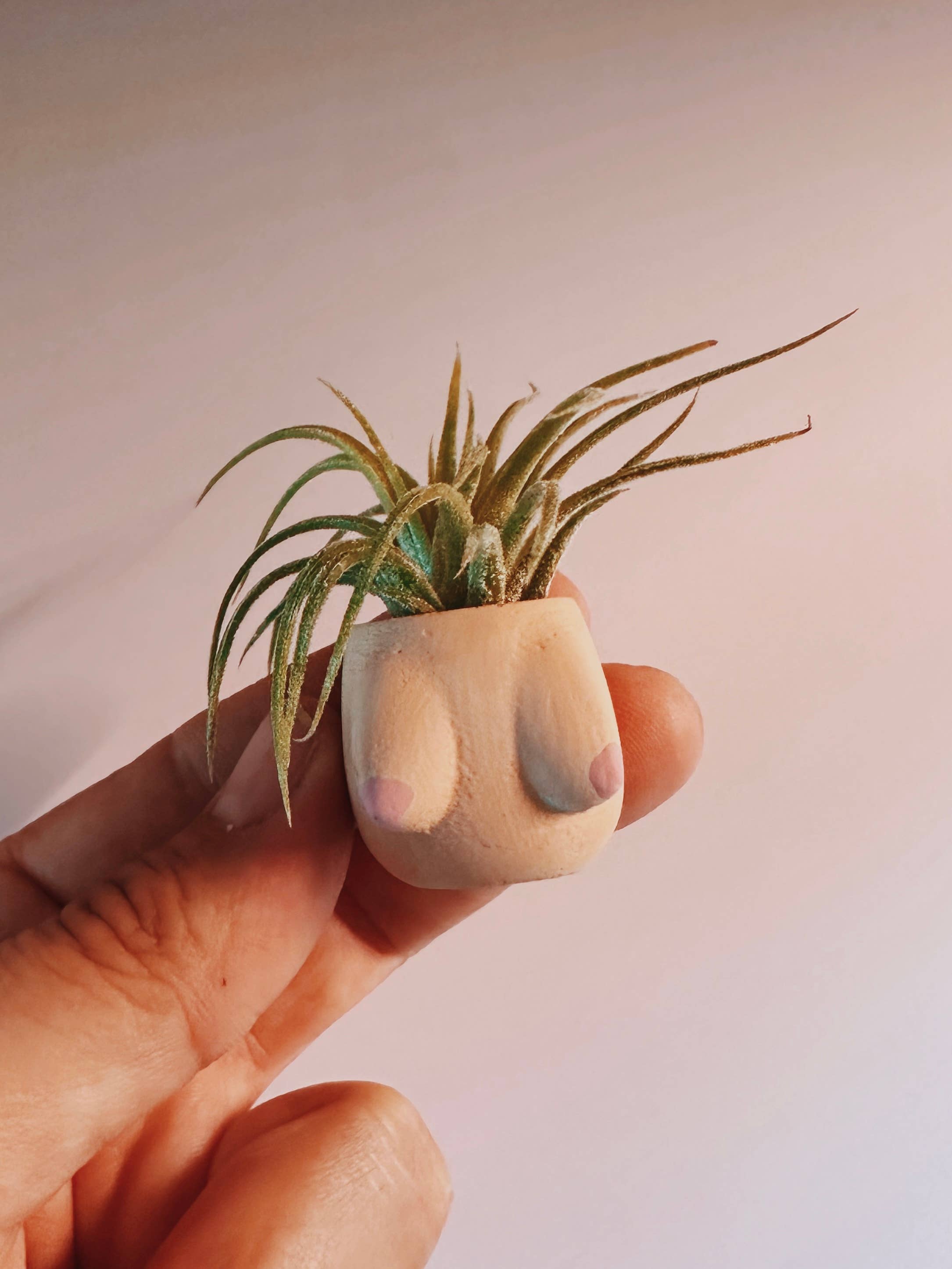 Parker Boob Mini Planter and Air Plant