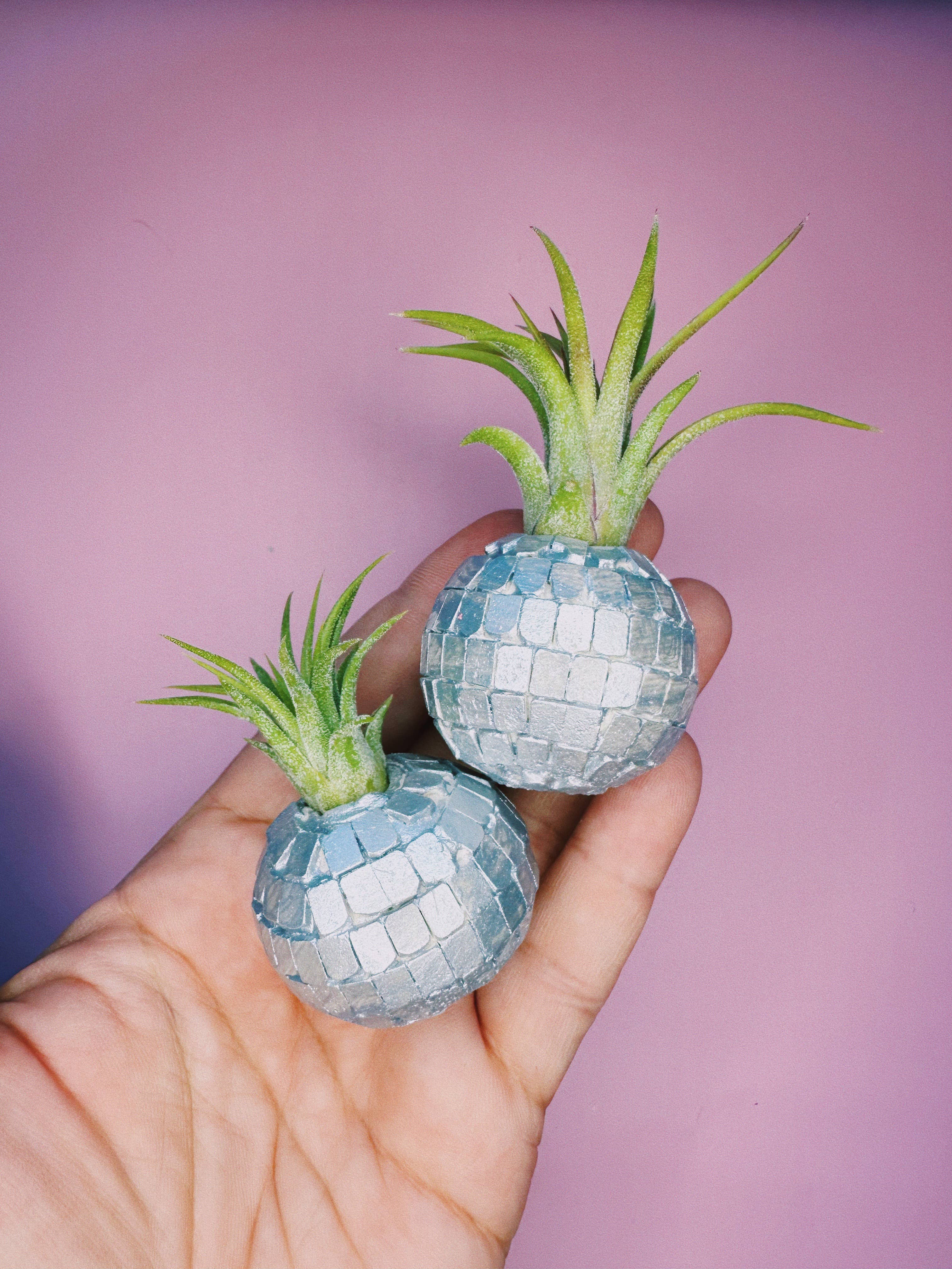 Disco Ball Mini Planter & Plant - Thumbnail 3
