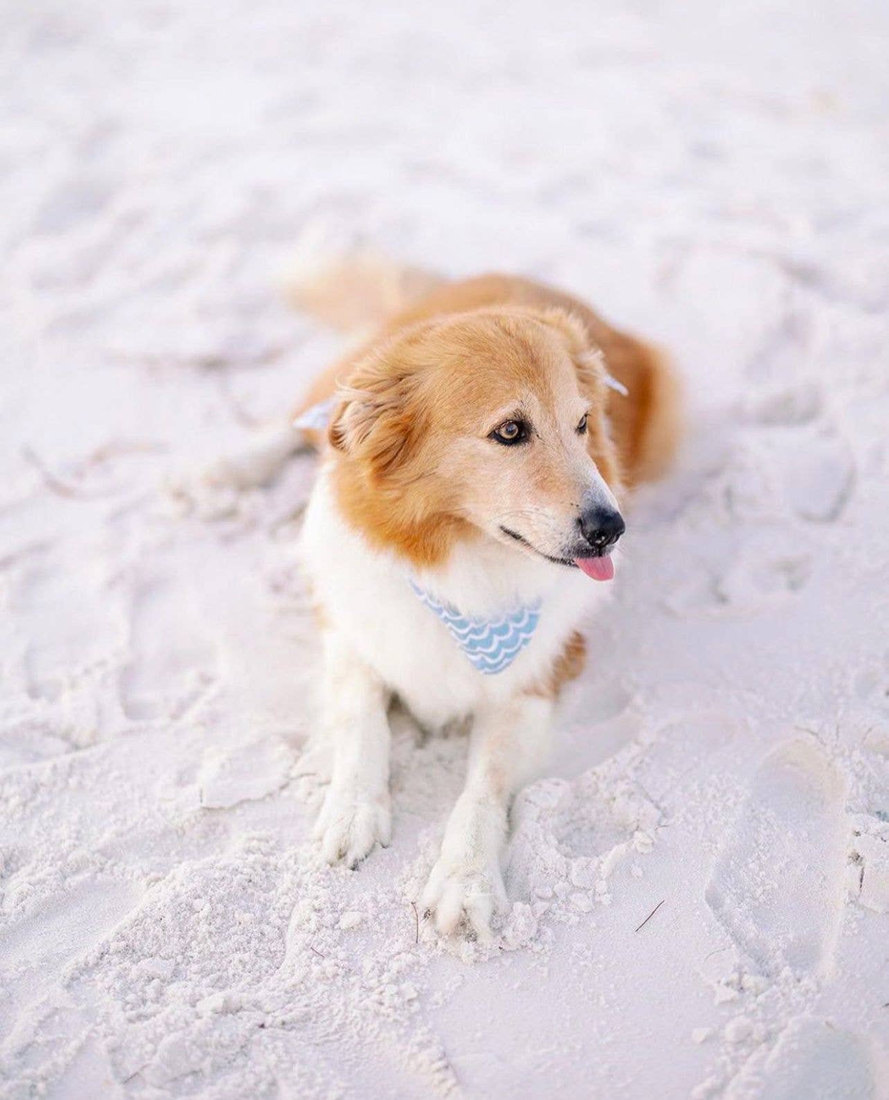 Perfect Wave Dog Bandana: XL