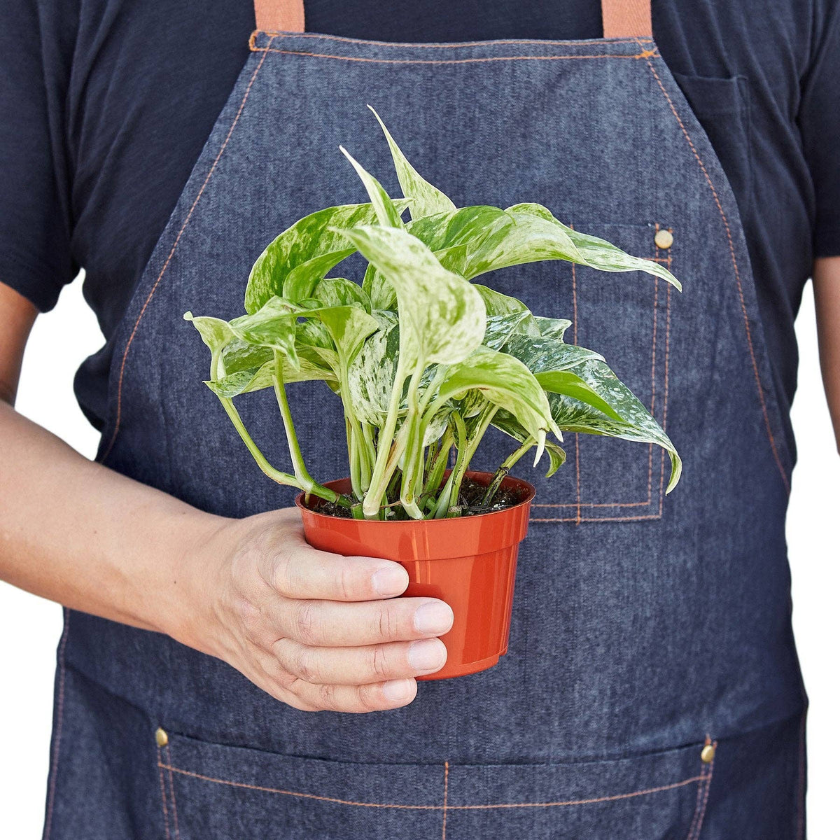 Pothos 'Marble Queen' | 4" Pot
