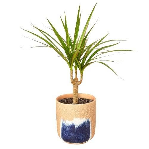 Dracaena 'Marginata Cane': Nursery Pot / 6" Pot