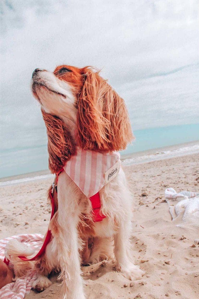 Cabana Blush Pink Dog Bandana: M