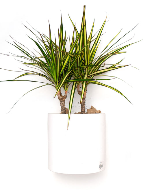 White Cylinder Potted Plant