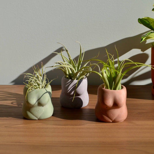 Mini Boobie Pot Airplant Holder: Brown